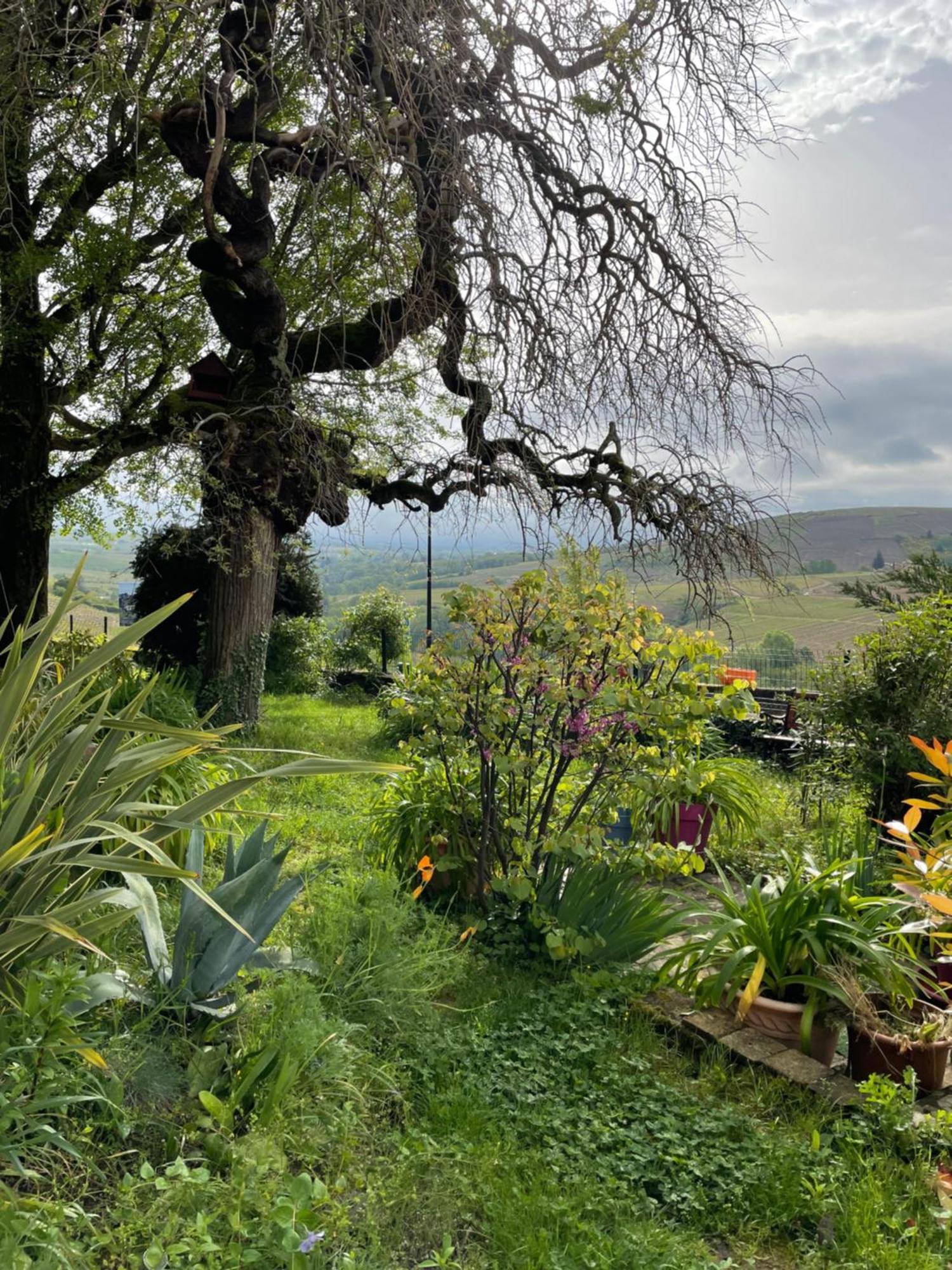 Bed and Breakfast Les Agapanthes Во-эн-Божоле Экстерьер фото